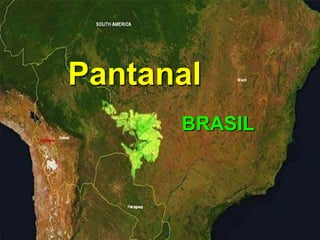 Pantanal BRASIL 