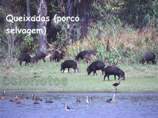 Queixadas (porco selvagem) 