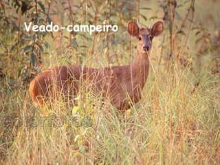 Veado-campeiro  
