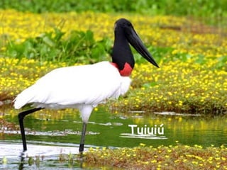 Tuiuiú    