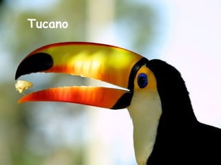 Tucano   