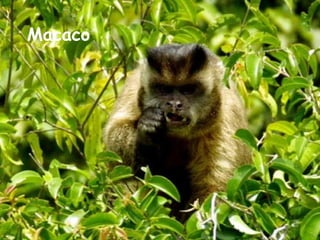 Macaco 