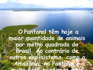 O   Pantanal têm hoje a maior quantidade de animais por metro quadrado do Brasil. Ao contrário de outros eco-sistema, como a Amazônia, no Pantanal é muito fácil avistar os mais diversos animais.  