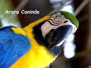 Arara Caninde 