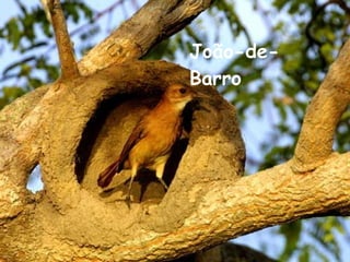 João-de-Barro 