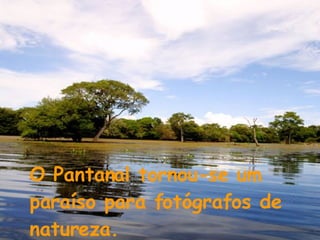 O Pantanal tornou-se um paraíso para fotógrafos de natureza.  