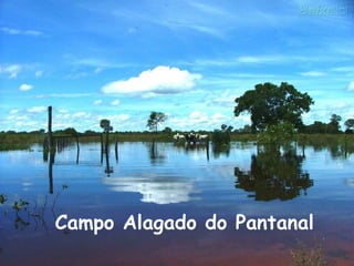 Campo Alagado do Pantanal 