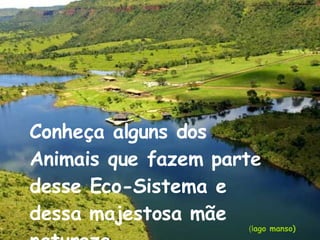 Conheça alguns dos Animais que fazem parte desse Eco-Sistema e dessa majestosa mãe natureza… (l ago manso) 