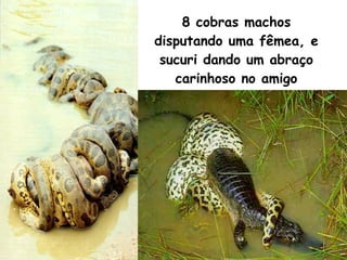 8 cobras machos disputando uma fêmea, e sucuri dando um abraço carinhoso no amigo jacaré… 