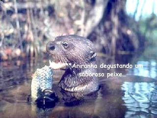 ***Ariranha degustando um saboroso peixe… 