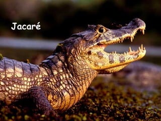 Jacaré   