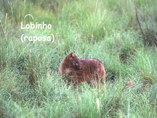 Lobinho (raposa)  
