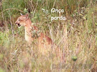 Onça parda  