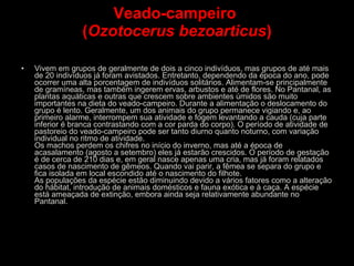 Veado-campeiro  ( Ozotocerus bezoarticus ) Vivem em grupos de geralmente de dois a cinco indivíduos, mas grupos de   até mais de 20 indivíduos já foram avistados. Entretanto, dependendo da época do ano, pode ocorrer uma alta porcentagem de indivíduos solitários. Alimentam-se principalmente de gramíneas, mas também ingerem ervas, arbustos e até de flores. No Pantanal, as plantas aquáticas e outras que crescem sobre ambientes úmidos são muito importantes na dieta do veado-campeiro. Durante a alimentação o deslocamento do grupo é lento. Geralmente, um dos animais do grupo permanece vigiando e, ao primeiro alarme, interrompem sua atividade e fogem levantando a cauda (cuja parte inferior é branca contrastando com a cor parda do corpo). O período de atividade de pastoreio do veado-campeiro pode ser tanto diurno quanto noturno, com variação individual no ritmo de atividade.  Os machos perdem os chifres no início do inverno, mas até a época de acasalamento (agosto a setembro) eles já estarão crescidos. O período de gestação é de cerca de 210 dias e, em geral nasce apenas uma cria, mas já foram relatados casos de nascimento de gêmeos. Quando vai parir, a fêmea se separa do grupo e fica isolada em local escondido até o nascimento do filhote.  As populações da espécie estão diminuindo devido a vários fatores como a alteração do hábitat, introdução de animais domésticos e fauna exótica e à caça. A espécie está ameaçada de extinção, embora ainda seja relativamente abundante no Pantanal.  