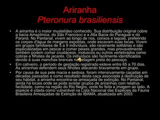 Ariranha Pteronura brasiliensis A ariranha é o maior mustelídeo conhecido. Sua distribuição original cobre a bacia Amazônica, do São Francisco e a Alta Bacia do Paraguai e do Paraná. No Pantanal, vivem ao longo de rios, corixos e lagoas, preferindo os corpos d'água de margens expostas, onde escavam suas tocas. Vivem em grupos familiares de 5 a 9 indivíduos, são raramente solitárias e são especializadas em pescar e comer peixes grandes, mas provavelmente também podem comer crustáceos, moluscos ou outros vertebrados como cobras e filhotes de jacarés. Os indivíduos são facilmente identificados devido à suas manchas brancas na pelagem preta do pescoço. Em cativeiro, o período de gestação registrado esteve entre 65 a 70 dias. As ariranhas defendem seus filhotes atacando bravamente em grupo. Por causa de sua pele macia e sedosa, foram intensivamente caçadas em décadas passadas e como resultado desta caça associada à destruição de seu hábitat, a ariranha encontra-se ameaçada de extinção. No Pantanal, ainda há locais onde se pode avistar grupos de ariranhas com relativa facilidade, como na região do Rio Negro, onde foi feita a imagem ao lado. A espécie é citada como vulnerável na Lista Nacional das Espécies da Fauna Brasileira Ameaçadas de Extinção do IBAMA, atualizada em 2003 .  