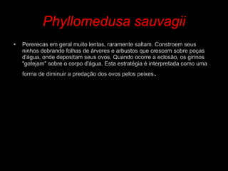 Phyllomedusa sauvagii Pererecas em geral muito lentas, raramente saltam. Constroem seus ninhos dobrando folhas de árvores e arbustos que crescem sobre poças d'água, onde depositam seus ovos. Quando ocorre a eclosão, os girinos "gotejam" sobre o corpo d'água. Esta estratégia é interpretada como uma forma de diminuir a predação dos ovos pelos peixes . 