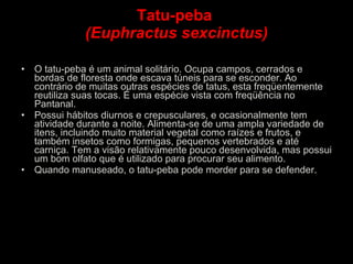 Tatu-peba  (Euphractus sexcinctus) O tatu-peba é um animal solitário. Ocupa campos, cerrados e bordas de floresta onde escava túneis para se esconder. Ao contrário de muitas outras espécies de tatus, esta freqüentemente reutiliza suas tocas. É uma espécie vista com freqüência no Pantanal.  Possui hábitos diurnos e crepusculares, e ocasionalmente tem atividade durante a noite. Alimenta-se de uma ampla variedade de itens, incluindo muito material vegetal como raízes e frutos, e também insetos como formigas, pequenos vertebrados e até carniça. Tem a visão relativamente pouco desenvolvida, mas possui um bom olfato que é utilizado para procurar seu alimento. Quando manuseado, o tatu-peba pode morder para se defender.  