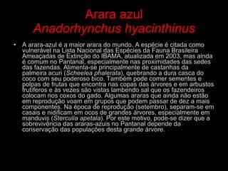 Arara azul Anadorhynchus hyacinthinus A arara-azul é a maior arara do mundo. A espécie é citada como vulnerável na Lista Nacional das Espécies da Fauna Brasileira Ameaçadas de Extinção do IBAMA, atualizada em 2003, mas ainda é comum no Pantanal, especialmente nas proximidades das sedes das fazendas. Alimenta-se principalmente de castanhas da palmeira acuri ( Scheelea phalerata ), quebrando a dura casca do coco com seu poderoso bico. Também pode comer sementes e polpas de frutas que encontra nas copas das árvores e em arbustos frutíferos e às vezes são vistas lambendo sal que os fazendeiros colocam nos coxos do gado. Algumas araras que ainda não estão em reprodução voam em grupos que podem passar de dez a mais componentes. Na época de reprodução (setembro), separam-se em casais e nidificam em ocos de grandes árvores, especialmente em manduvis ( Sterculia apetala ). Por este motivo, pode-se dizer que a sobrevivência das araras-azuis no Pantanal depende da conservação das populações desta grande árvore. 
