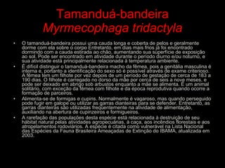 Tamanduá-bandeira Myrmecophaga tridactyla O tamanduá-bandeira possui uma cauda longa e coberta de pelos e geralmente dorme com ela sobre o corpo Entretanto, em dias mais frios já foi encontrado dormindo com a cauda estirada ao chão, aumentando sua superfície de exposição ao sol. Pode ser encontrado em atividade durante o período diurno e/ou noturno, e sua atividade está principalmente relacionada à temperatura ambiente. É difícil distinguir o tamanduá-bandeira macho da fêmea, pois a genitália masculina é interna e, portanto a identificação do sexo só é possível através de exame criterioso. A fêmea tem um filhote por vez depois de um período de gestação de cerca de 183 a 190 dias. O filhote é carregado no dorso da mãe por cerca de seis a nove meses, e pode ser deixado em abrigo sob arbustos enquanto a mãe se alimenta. É um animal solitário, com exceção da fêmea com filhote e da época reprodutiva quando ocorre a formação de parceiros. Alimenta-se de formigas e cupins. Normalmente é vagaroso, mas quando perseguido pode fugir em galope ou utilizar as garras dianteiras para se defender. Entretanto, as garras dianteiras são utilizadas freqüentemente na atividade de alimentação, auxiliando na abertura de cupinzeiros e formigueiros.  A rarefação das populações desta espécie está relacionada à destruição de seu hábitat natural pelas atividades agropecuárias, à caça, aos incêndios florestais e aos atropelamentos rodoviários. A espécie é citada como vulnerável na Lista Nacional das Espécies da Fauna Brasileira Ameaçadas de Extinção do IBAMA, atualizada em 2003. 