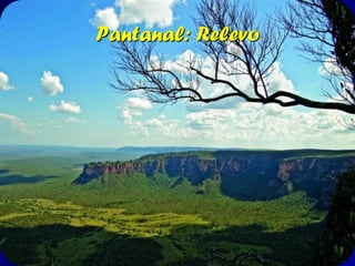 O PANTANAL – planalto e planície
Planaltos

350.000 km2
Planície pantaneira

144.294 km²

61,9% dos quais (89.318
km2) no Mato Grosso do
Sul, e 38,1% (54.976
km2) em Mato Grosso

Bacia do Alto Paraguai no
Brasil 490.000 km²
O Pantanal equivale à soma das
áreas de quatro países europeus –
Bélgica, Suíça, Portugal e
Holanda.

 