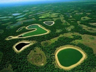 Levantamentos visuais de
pássaros no Pantanal – Pontos
fixos

 