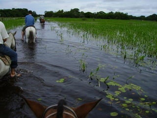 Pantanal: Relevo
Cortado por densa rede hidrográfica
“meandrante”, com formações de baías, corixos,
vazantes, etc;

Contrastando com o nome, o Pantanal não é um
pântano, pois quase não se encontra lodaçais
perigosos e charcos estagnados, típicos de regiões
pantanosas;
Considerado uma planície inundável, única com tais
dimensões e características;

 