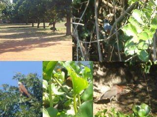 Pantanal: Relevo

- Com o soerguimento da Cordilheira dos

Andes e do Planalto Brasileiro surgiu, no
local, uma vasta depressão, com início de
sua formação a mais de 60 milhões de
anos;

- Sedimentos de regiões adjacentes e
mais elevadas foram trazidos pelas águas
e espalhados, aterrando e compactando
lentamente a depressão;

 