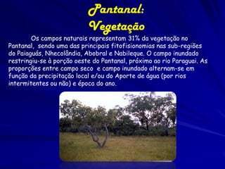 Pantanal: Pluviosidade
- Não é muito alta, entre 1.100 e
1.500 mm anuais;
- Chuvas de novembro a abril,
sendo o período mais intenso de
fevereiro a abril, quando os rios
invadem os terrenos baixos,
subindo até 4 m do solo;
- Quanto mais elevadas as
altitudes, maiores os índices
pluviométricos;

 