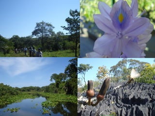 O PANTANAL – estação úmida e seca

Seca

Úmida

 