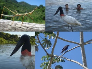 Pantanal:
Vegetação
Possui uma cobertura vegetal que, por sua
peculiaridade e pelas dificuldades que apresenta para uma
classificação estrita, tem sido chamada de “complexo do
Pantanal”.
Não apenas pela beleza e pela grande diversidade de
espécies que apresenta mas também pela distribuição das suas
formações. Essa distribuição é influenciadas pelas condições
do clima, do solo e, principalmente, do regime das águas.
Por causa dos às alternâncias de longos períodos secos
e fases de inundações, deve a vegetação adaptar-se, mas, não
sem formar, às vezes, grandes aglomerações de indivíduos da
mesma espécie, edificando paisagens locais características.

 