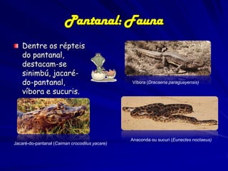 Pantanal: Vegetação
A mata de galeria está presente principalmente ao longo do rio
Paraguai, nas sub-regiões do Paraguai (6,7%) e Poconé (4,3%), e do rio São
Lourenço, na sub-região de Barão de Melgaço (5,2%), totalizando 2,4% da
vegetação do Pantanal. As matas de galeria do Pantanal são menos atingidas
pelo transbordamento dos rios, pois situam-se em área ligeiramente mais
elevadas que a da planície.

 