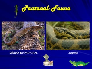 Pantanal:
Vegetação

Os campos naturais representam 31% da vegetação no
Pantanal, sendo uma das principais fitofisionomias nas sub-regiões
do Paiaguás, Nhecolândia, Abobral e Nabileque. O campo inundado
restringiu-se à porção oeste do Pantanal, próximo ao rio Paraguai. As
proporções entre campo seco e campo inundado alternam-se em
função da precipitação local e/ou do Aporte de água (por rios
intermitentes ou não) e época do ano.

 