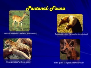 Pantanal:
Vegetação
Em áreas que permanecem com água na maior parte do ano,
ocorre a formação de brejos. Estes representaram 7,4% da vegetação
do Pantanal, distribuídos ao longo dos rios na porção oeste, nas subregiões do Paraguai (35,5%), Abobral (16,5%) e Poconé (14,8%).

 