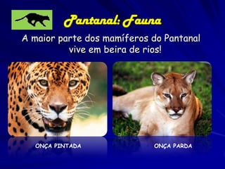 Pantanal: Vegetação

No Pantanal, ocorrem áreas com grande concentração
de diversas espécies de palmeiras. O babaçual (domínio de
Orbignya oleifera Bur.) ocorre desde o extremo norte da
sub-região de Cáceres até a Nhecolândia, representando
0,3% da vegetação do Pantanal. Igualmente os buritizais
aparecem em pequena proporção,distribuídos na borda do
Pantanal, notadamente na sub-região de Barão de Melgaço.
É uma espécie freqüente nas baixadas úmidas (veredas) do
cerrado do Brasil Central.

 