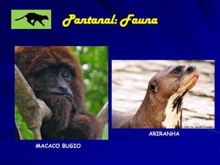• A fauna do pantanal apresenta baixa taxa de
endemismo, predominando espécies de ampla
distribuição.
• Dentre os mamíferos,se destacam gambás,
cuícas,morcegos, Bugio, Macaco-prego, Tamanduábandeira, Tatu-canastra, Cachorro-do-mato,
Guaxinim, Quati, Furão, Lontra-comum, Ariranha,
Onça-pintada, Anta, porco-do-mato,veados, ouriço,
cutia, paca e capivara (maior roedor do mundo).
• Estão na lista de extinção: TamanduáBandeira,Tatu-Canastra,Lobo-Guará, CachorroVinagre, Gato-do-Mato-comum, gato-maracajá,
Jaguatirica, Onça-Parda,Cervo-do-pantanal, Veadocampeiro.

 