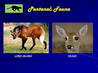 Dos 113 tipos de répteis que ocorrem no
Pantanal, 85 ocorrem somente lá!!!

Caiman crocodilus yacare

Atualmente tem-se uma população mínima estimada em cerca de
3,7 milhões de jacarés, com maiores densidades nas
proximidades do rio Taquari e rio Negro.

 