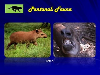 • Dentre os répteis
do pantanal,
destacam-se
sinimbú, jacarédo-pantanal,
víbora e sucuris.

Dracaena paraguayensis

Eunectes noctaeus

 