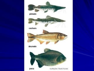 O Pantanal possui a maior diversidade
de vida aquática do mundo!!!

 