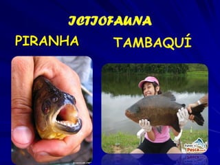 • Águas baixam – “lufada” : retorno dos peixes aos
rios.
• Enorme quantidade de peixes retidos nas lagoas.
• Aparecem os jacarés, lontras, ariranhas.
• Centenas de aves assentadas na água rasa –
“banquete” – cada ave chega a consumir cerca de
150 peixinhos um dia.
• Corimbatá, piauçu, traíra, jaú, pacu, pintado,
dourado. Piranhas podem devorar bois inteiros em
minutos quando isoladas numa baía, sem alimento
suficiente.

 