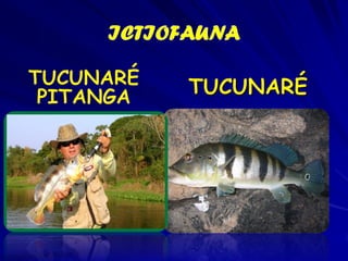 Anfíbios

PERERECAS

 