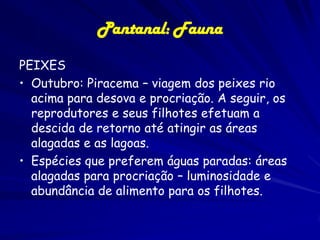 Pantanal: Fauna
Existem mais
espécies de
aves no
Pantanal
do que nos
Estados
Unidos e
Canadá
JUNTOS!!!

 