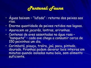 Pantanal: Fauna
AVES
• Características relacionadas à vida em
ambiente aquático: pernaltas, longos
dedos nas patas, para facilitar a
locomoção sobre a vegetação flutuante,
possuem membranas interdigitais que
lhe facilitam o nado.

 