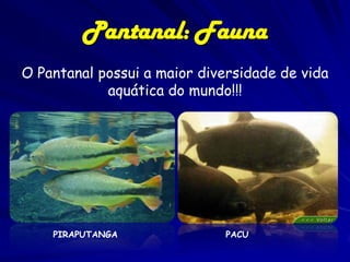 Jabiru mycteria

Pantanal:
Fauna

Mycteria americana

Gallinula chloropus

Phalacrocorax brasilianus

Platalea ajaja)

Ardea alba

 