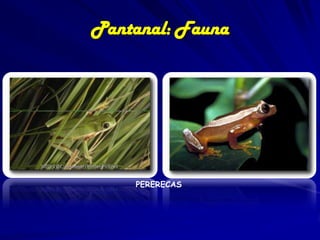 Pantanal: Fauna
• Dentre as aves,
destacam-se a
araras,tucano,
urubú, tuiuiú
(ave símbolo do
pantanal),
garças, ema,
pica-paus, e
seriema.

Megaceryle torquata

Anodorhynchus hyacinthinus

Ramphastos toco

 