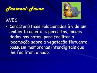 Pantanal: Fauna

 