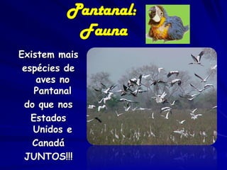 Pantanal: Fauna
Rhea americana

Cariama cristata

Guira guira

 