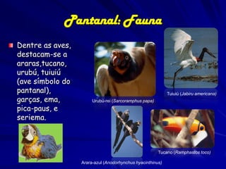 Pantanal: Fauna

Sarcoramphus papa

Cathartes aura)

Coragyps atratus)

 