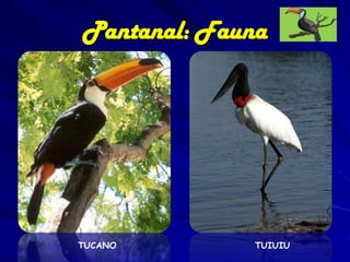 Pantanal: Fauna

Caracara plancus

Heterospizias meridionalis

 