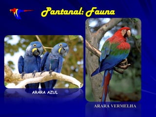 Hydrochoerus
hydrochaeris

Muito abundantes: na
ordem de 76500 grupos,
com maiores densidades
registradas ao longo do
rio Negro e rio Taquari.

Tapirus
terrestris

 