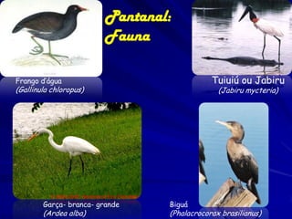 Pantanal: animais ameaçados
• Principal causa: destruição de habitats –
desmatamento sofreu um grande
incremento no final da década de 90.
• Áreas mais elevadas – “cordilheiras” livres de inundações. São áreas de
florestas ou cerrados – refúgios para
muitas espécies de animais silvestres em
períodos de enchente e/ou reprodução.

 